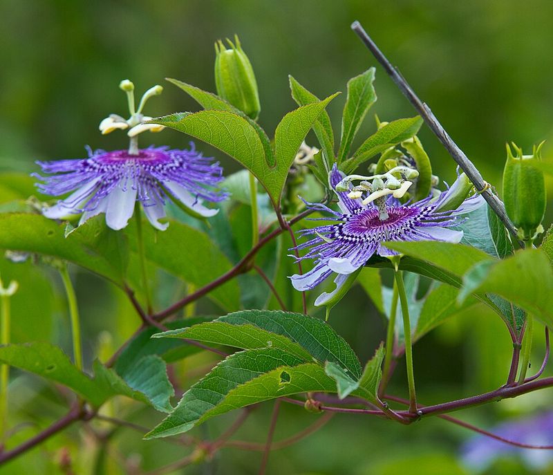 Pollinators Find The Blooms Hard To Ignore Pollinators Find The Blooms Hard To Ignore