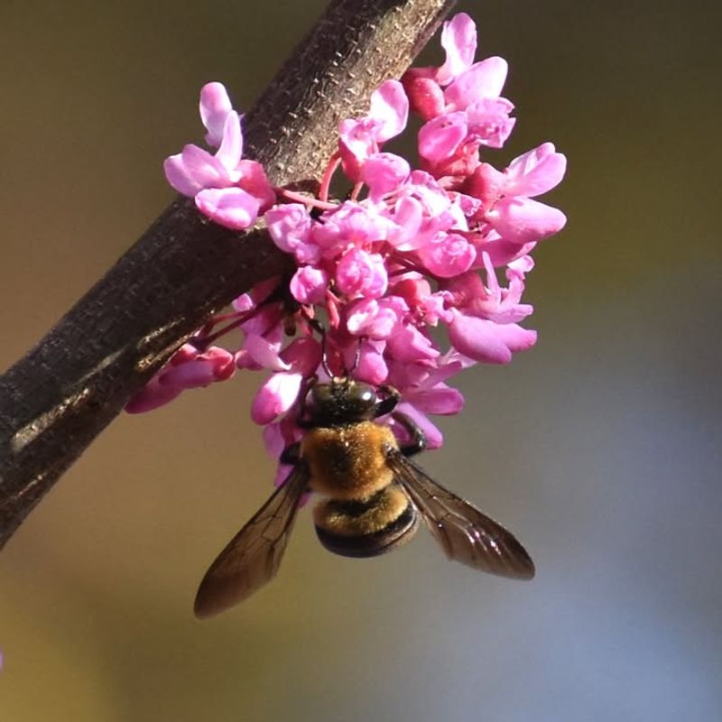 Pollinators Flock To Its First Flowers Of The Season Pollinators Flock To Its First Flowers Of The Season