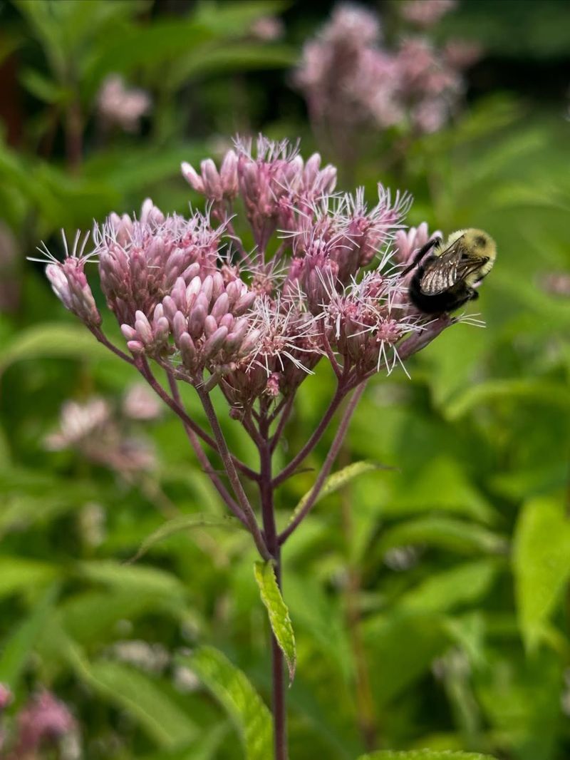 Pollinators Flock To Its Tall Mauve Blooms