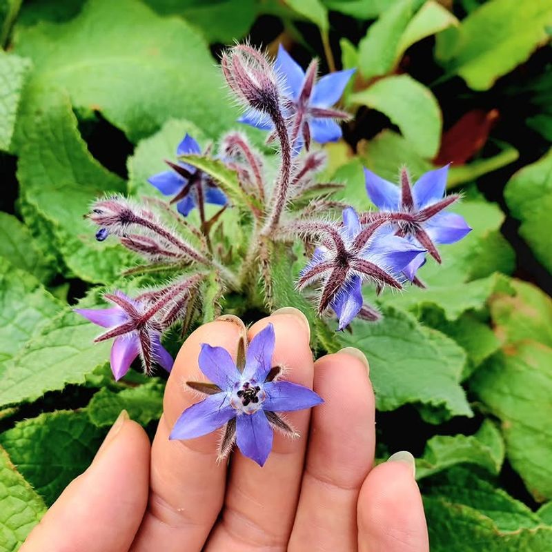 Pollinators Gather Around Borage Flowers Quickly