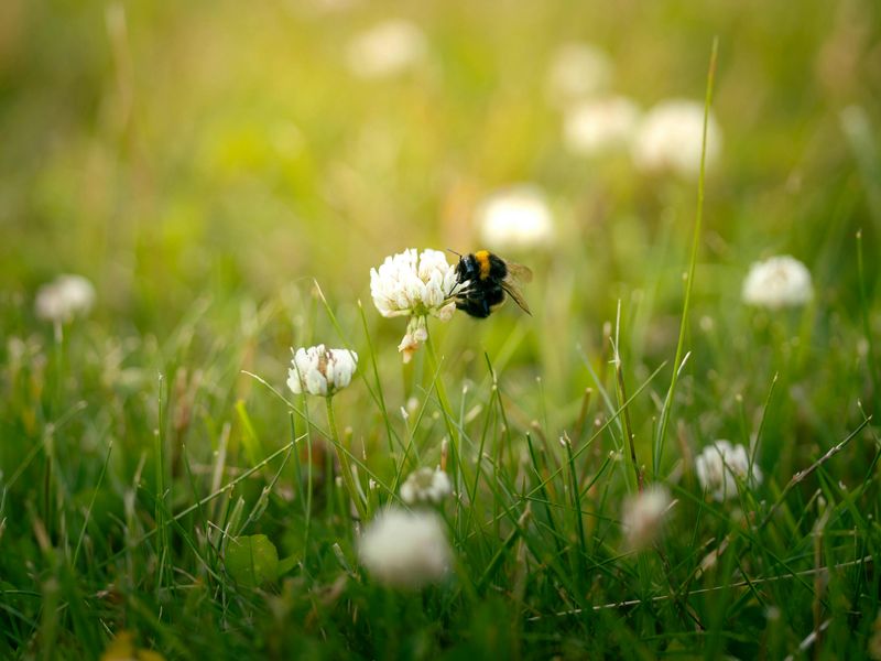 Pollinators Get A Much-Needed Food Break
