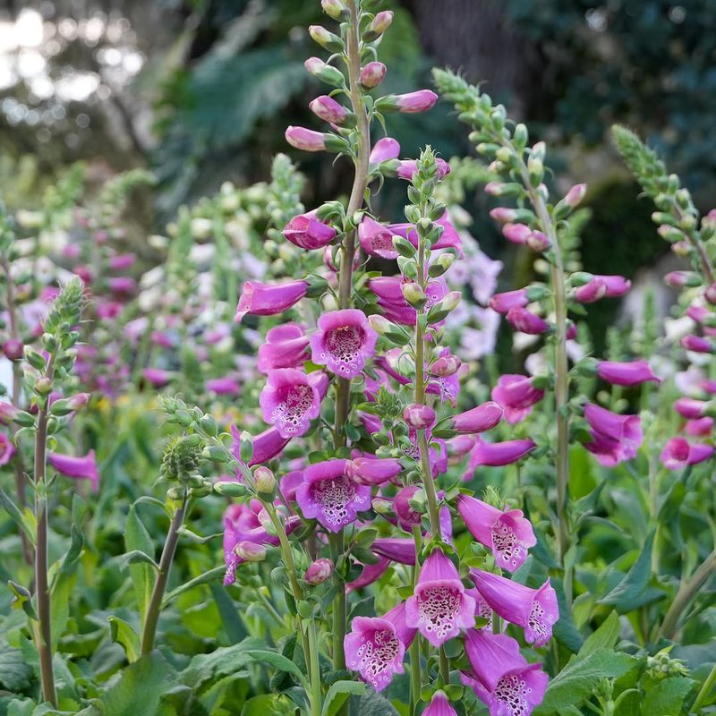 Pollinators Keep Coming Back Pollinators Keep Coming Back