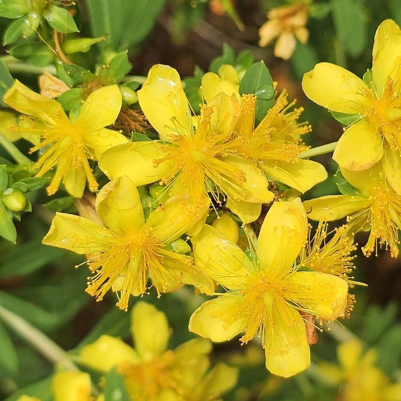 Pollinators Keep Finding Their Way To It Pollinators Keep Finding Their Way To It