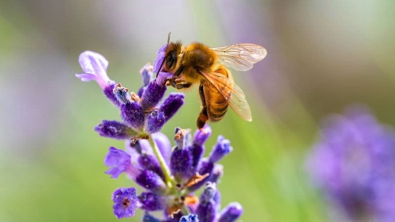Pollinators Love The Purple Flower Spikes