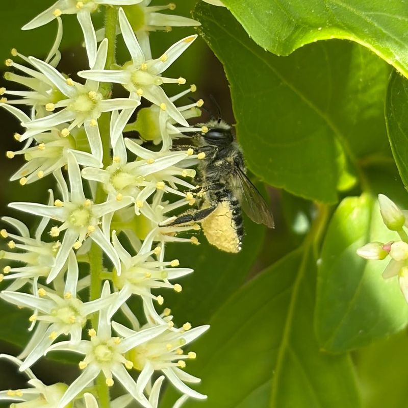 Pollinators Love Virginia Sweetspire Flowers