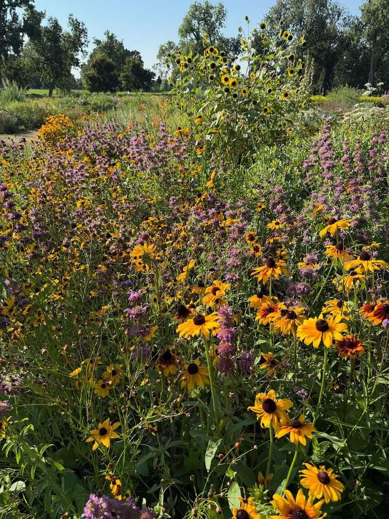 Pollinators Often Visit Lawns Left Uncut In Spring
