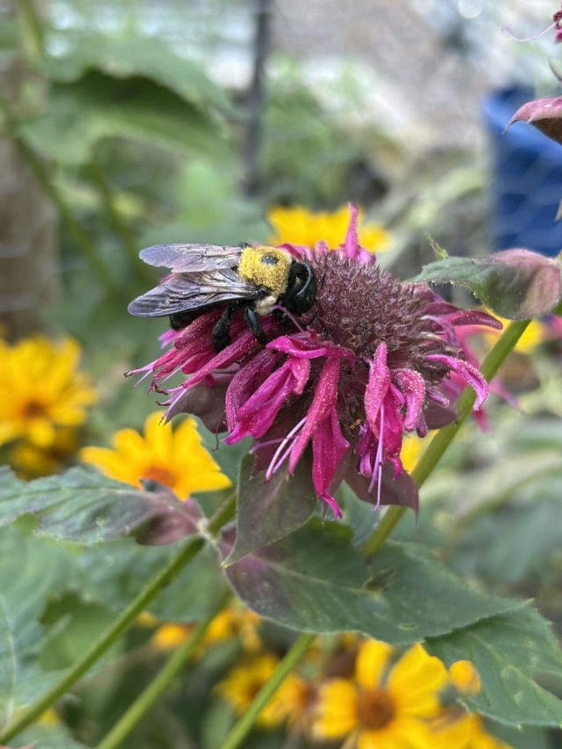 Pollinators Return More Often When Flowers Stay Moist Pollinators Return More Often When Flowers Stay Moist