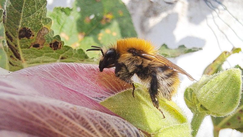 Pollinators Stay Busy Around Hollyhock Flowers All Spring