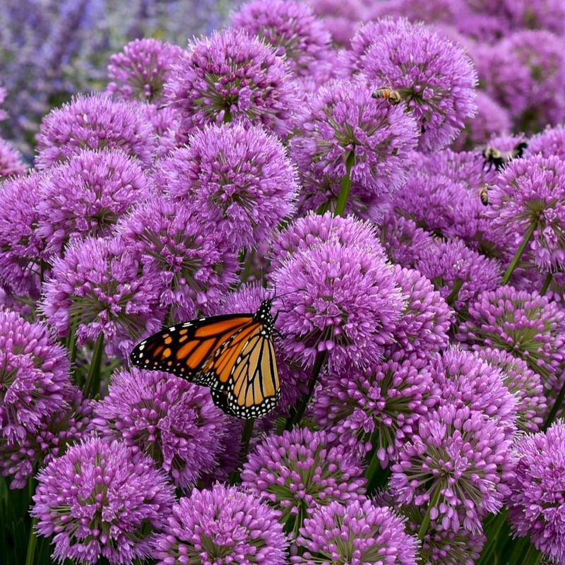 Pollinators Strongly Use Allium Flowers