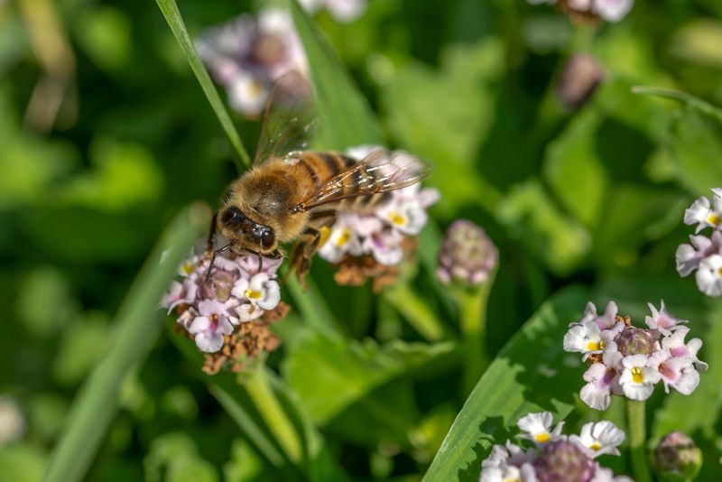 Pollinators Visit Frogfruit More Often Than Turfgrass