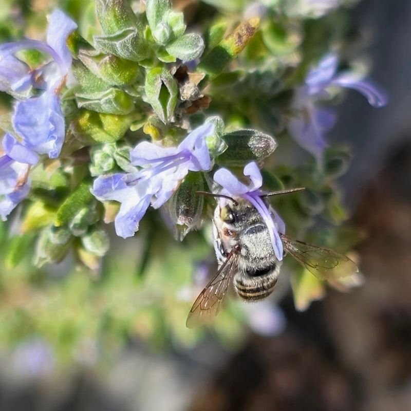 Pollinators Visit Rosemary Flowers During Warm Months