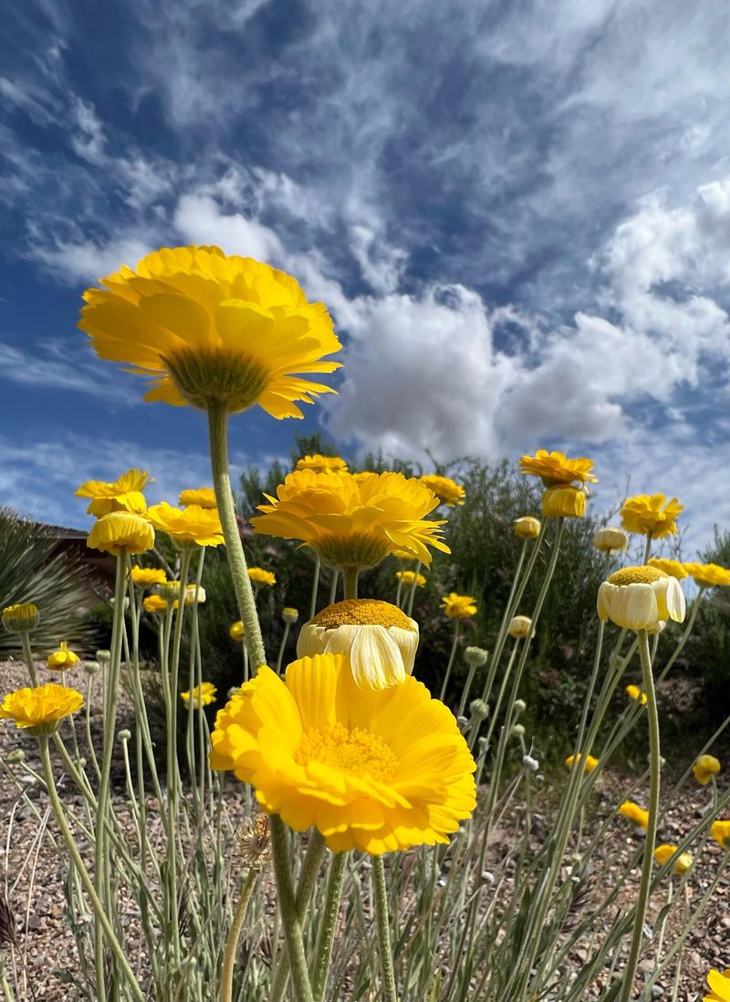Pollinators Visit The Golden Blooms Through Warm Months