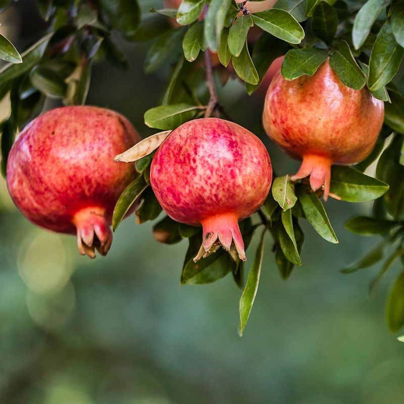Pomegranate