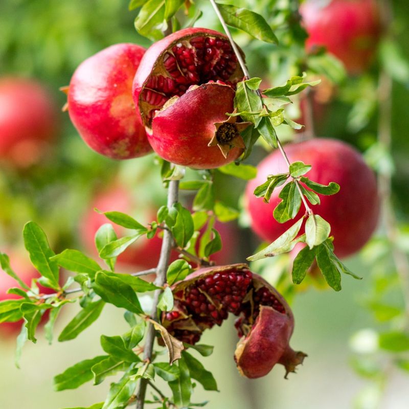 Pomegranate Trees Handle Hot Summers Very Well