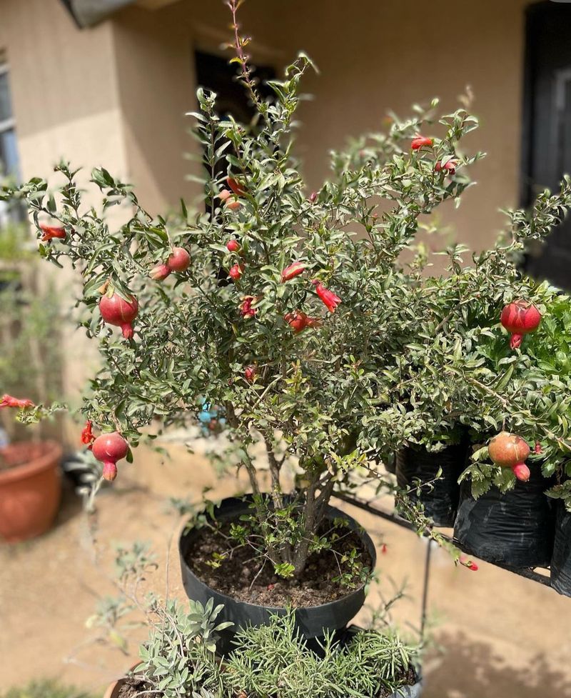 Pomegranate