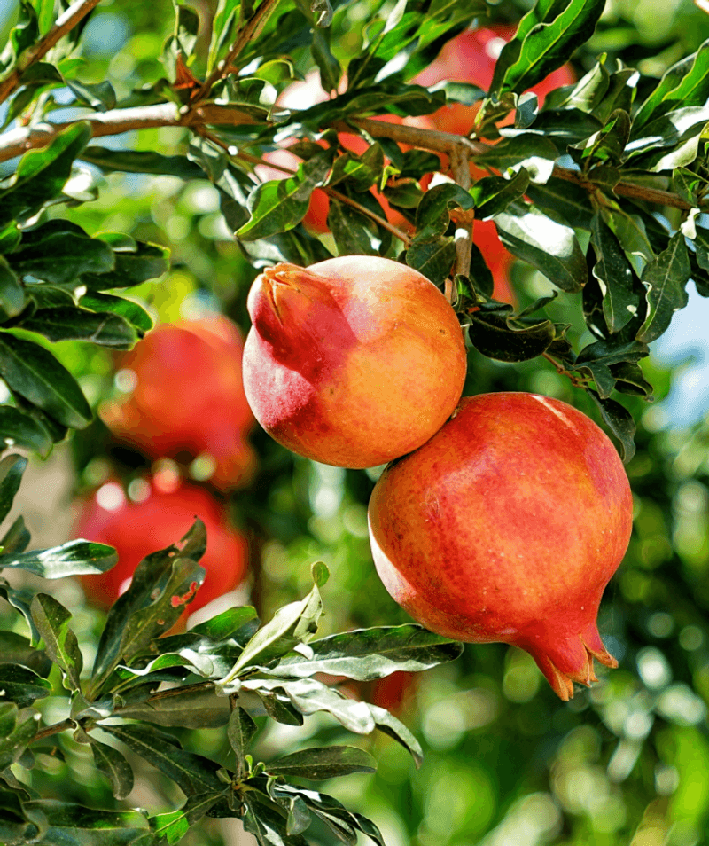 Pomegranate
