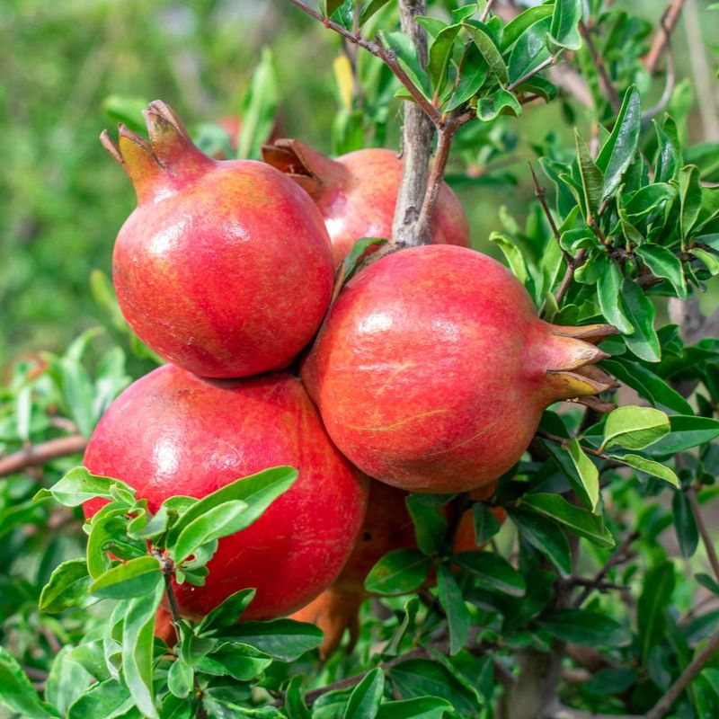 Pomegranates Add Color And Fruit Without Taking Over