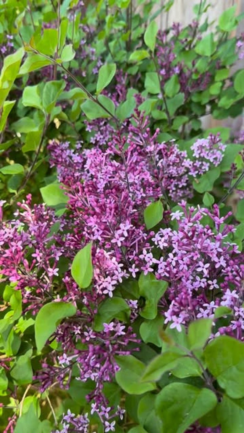 Poor Airflow Around Lilacs Invites Disease And Stress