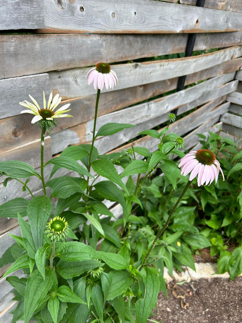Poor Airflow Increases Disease Pressure On Your Plants Poor Airflow Increases Disease Pressure On Your Plants