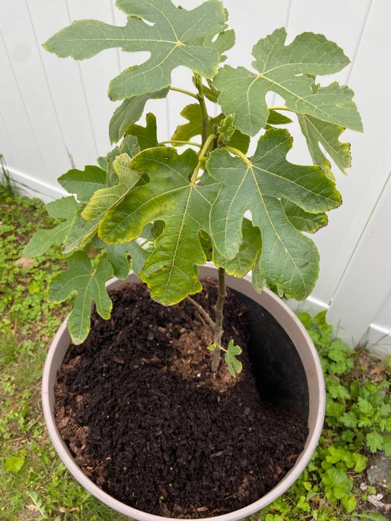 Poor Drainage Can Ruin Container Roots