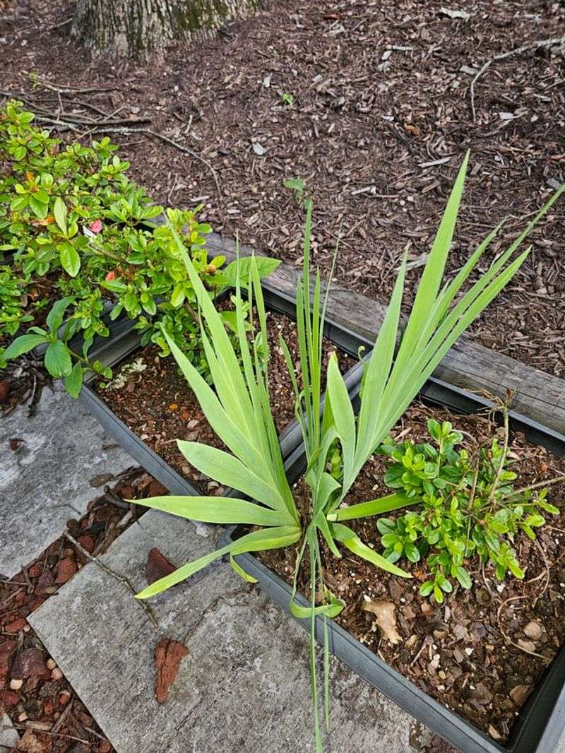 Poor Drainage Can Stress Iris Roots