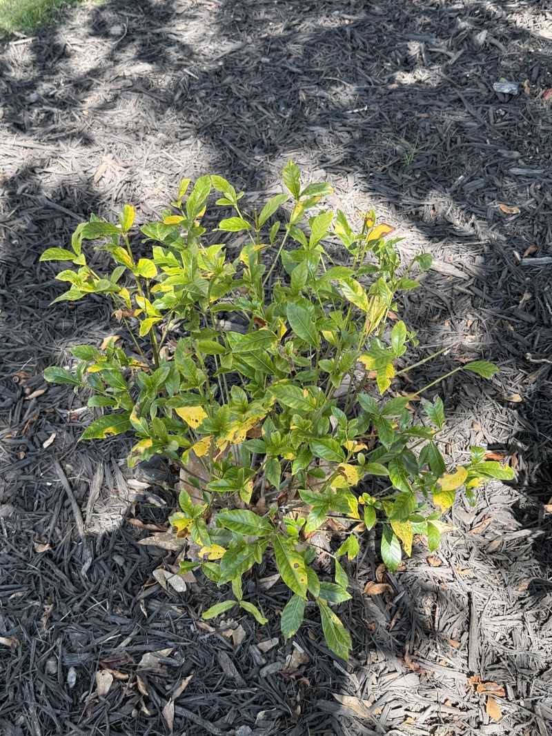 Poor Drainage Can Suffocate Roots