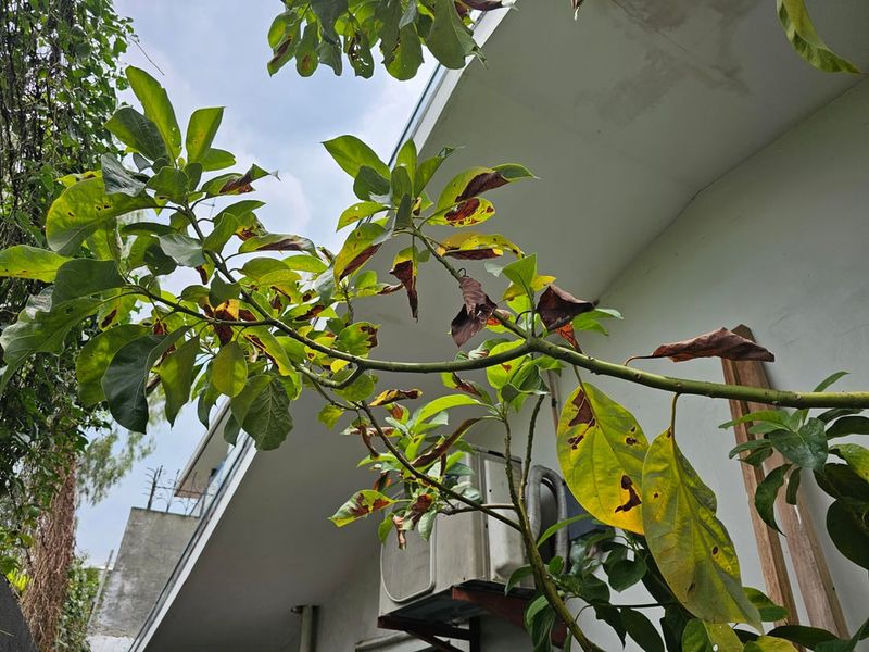 Poor Drainage Can Turn Leaves Pale
