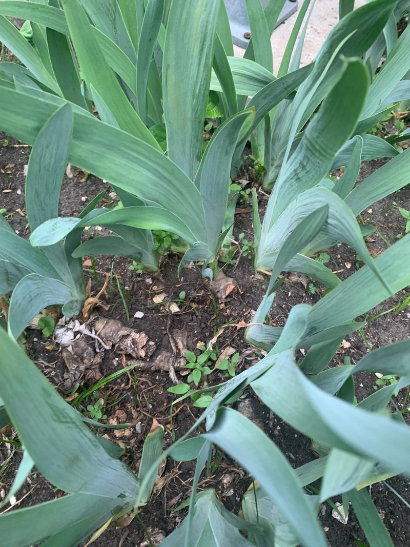 Poor Drainage (Common In Texas Clay Soil)
