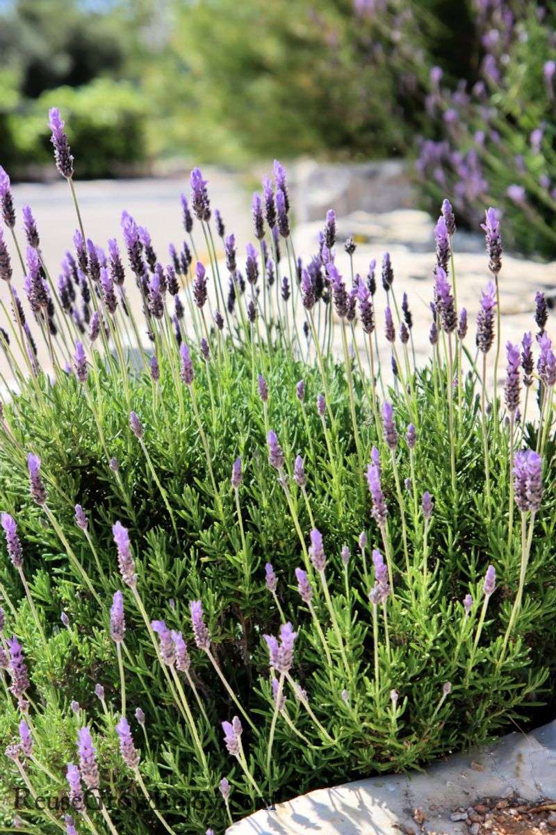 Poor Drainage Hurts Lavender More Than Low Fertility