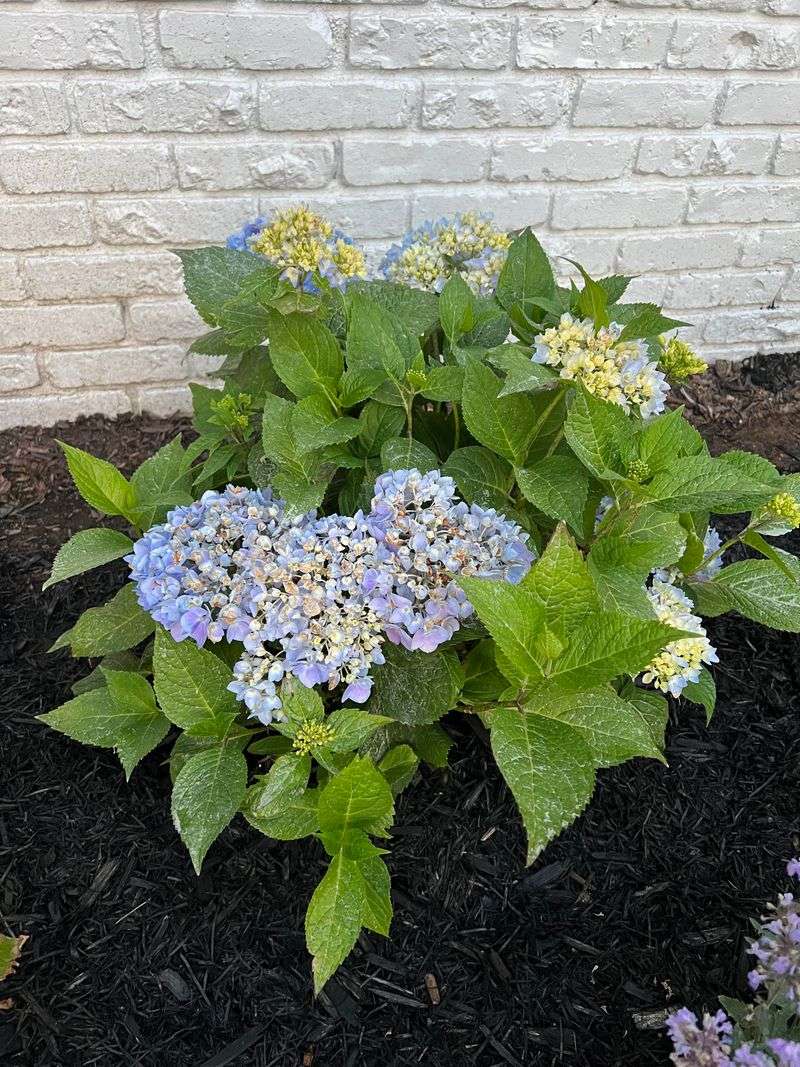 Poor Flowering Can Sometimes Trace Back To Soil pH Issues