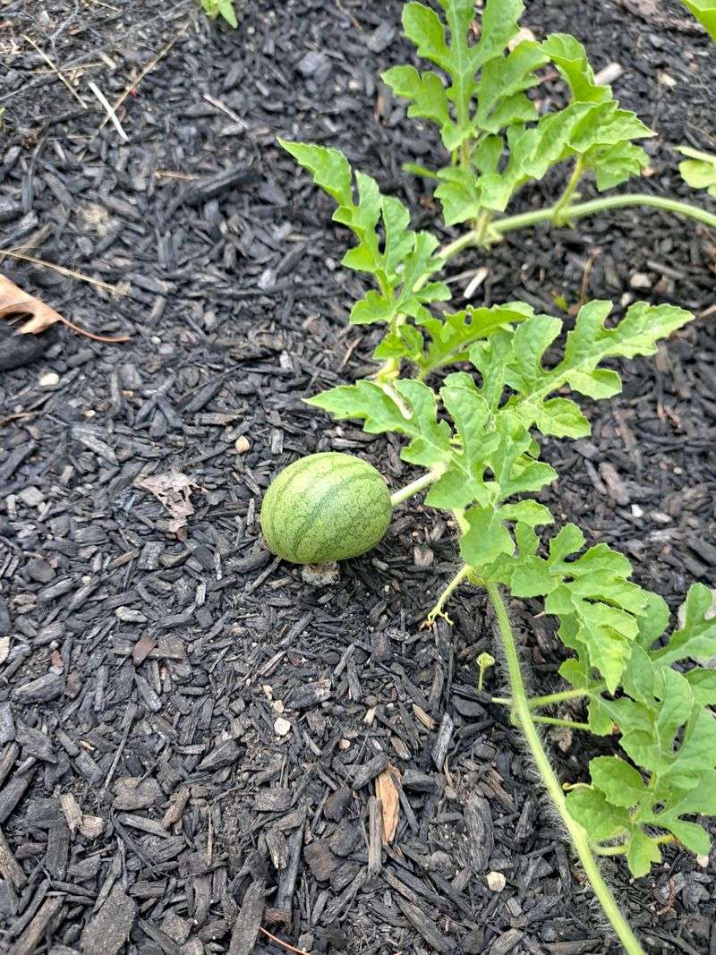 Poor Mulching Habits