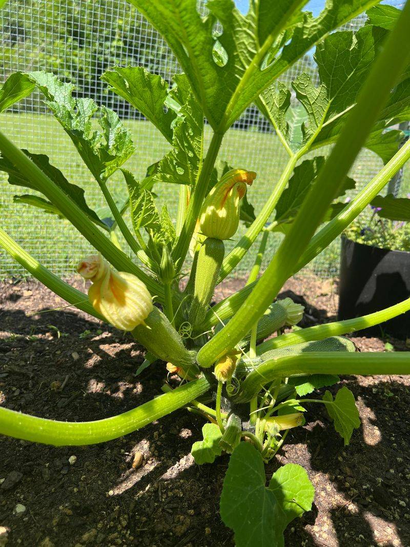 Poor Pollination Leaves Baby Zucchini Doomed From The Start