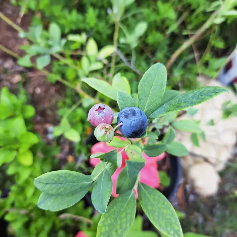 Poor Pollination Reduces Fruit Development In Blueberries Poor Pollination Reduces Fruit Development In Blueberries