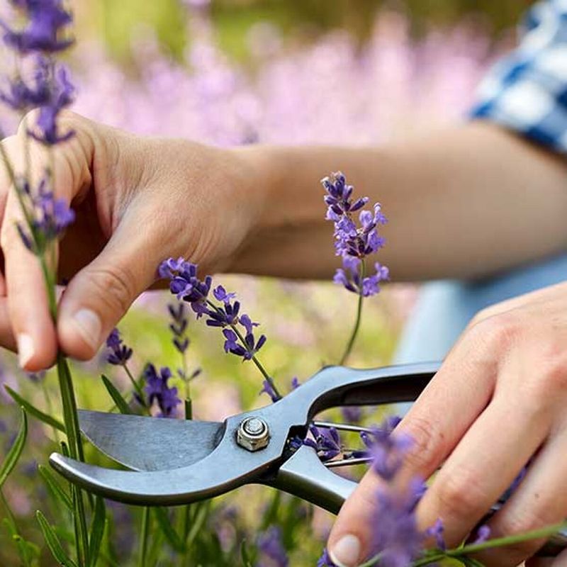 Poor Pruning Leads To Woody, Sparse Plants