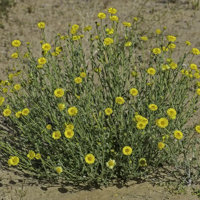 Poor Soil Does Not Stop Its Cheerful Growth