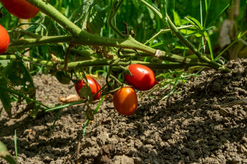 Poor Soil Drainage Is Setting Your Tomatoes Up To Fail