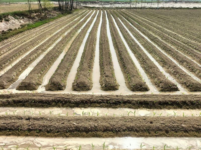 Poor Soil Drainage