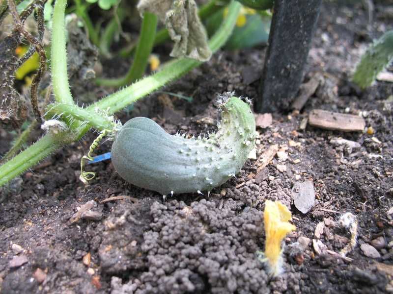 Poorly Drained Woodland Edges Rarely Work Well For Cucumbers