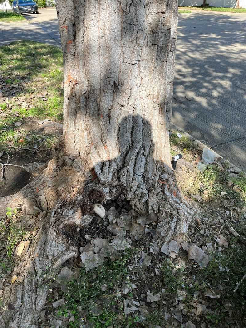 Poplar / Cottonwood 