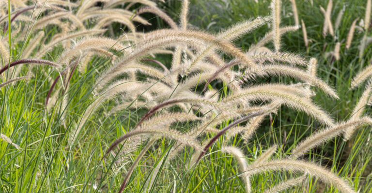 Popular California Landscape Plants That Are Quietly Becoming Invasive Problems
