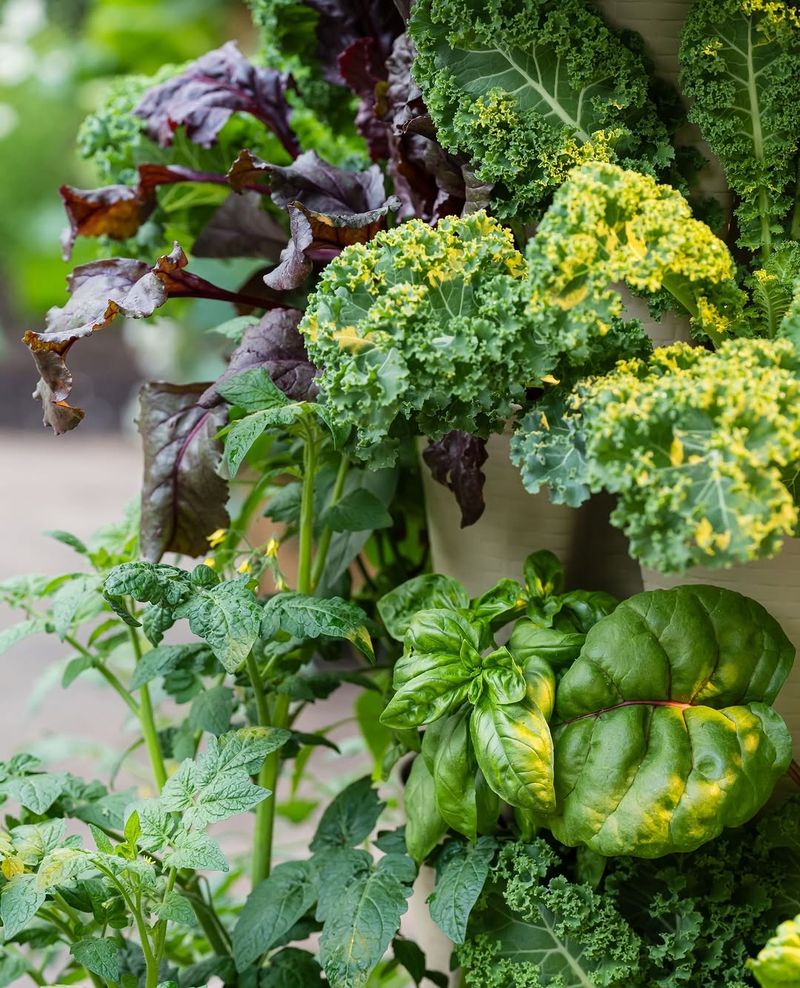 Popular Seed Varieties Become Harder To Find By August