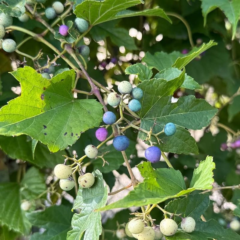 Porcelain Berry