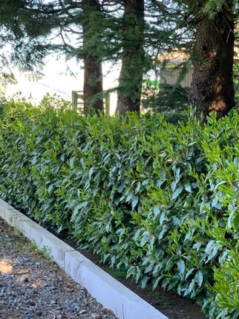 Portuguese Laurel