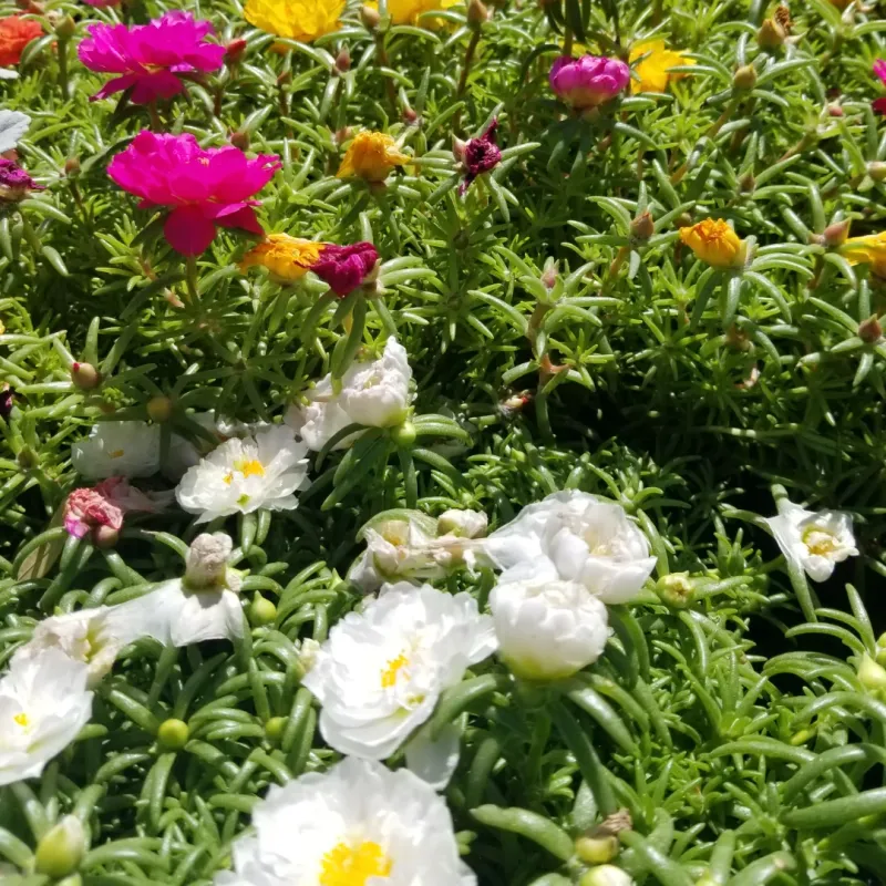 Portulaca Blooms Nonstop In Full Sun