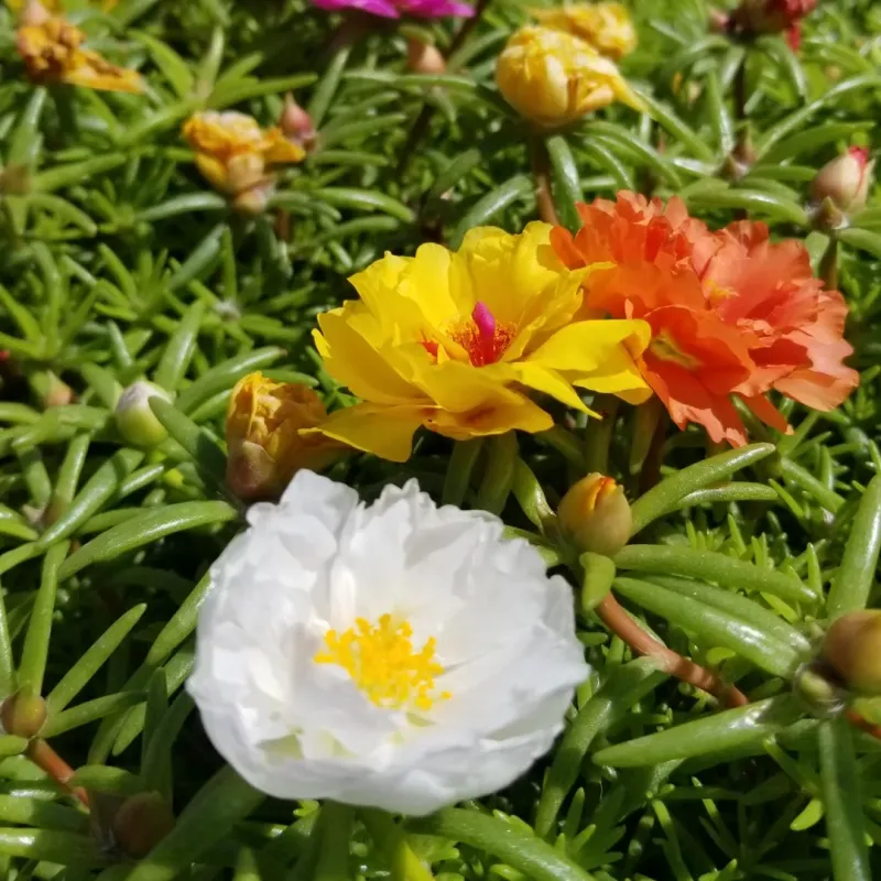 Portulaca Excels In Dry Soil And Full Sun