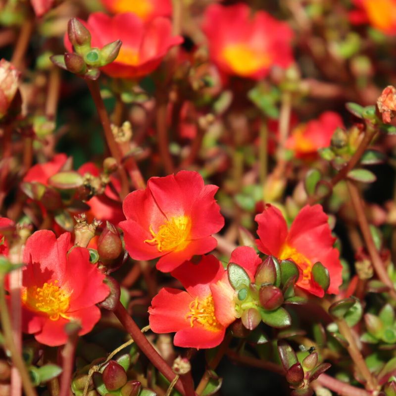 Portulaca For Sunny Dry Areas