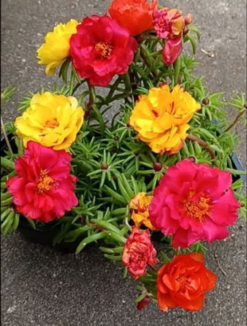 Portulaca Loves Hot Pots And Dry Spells