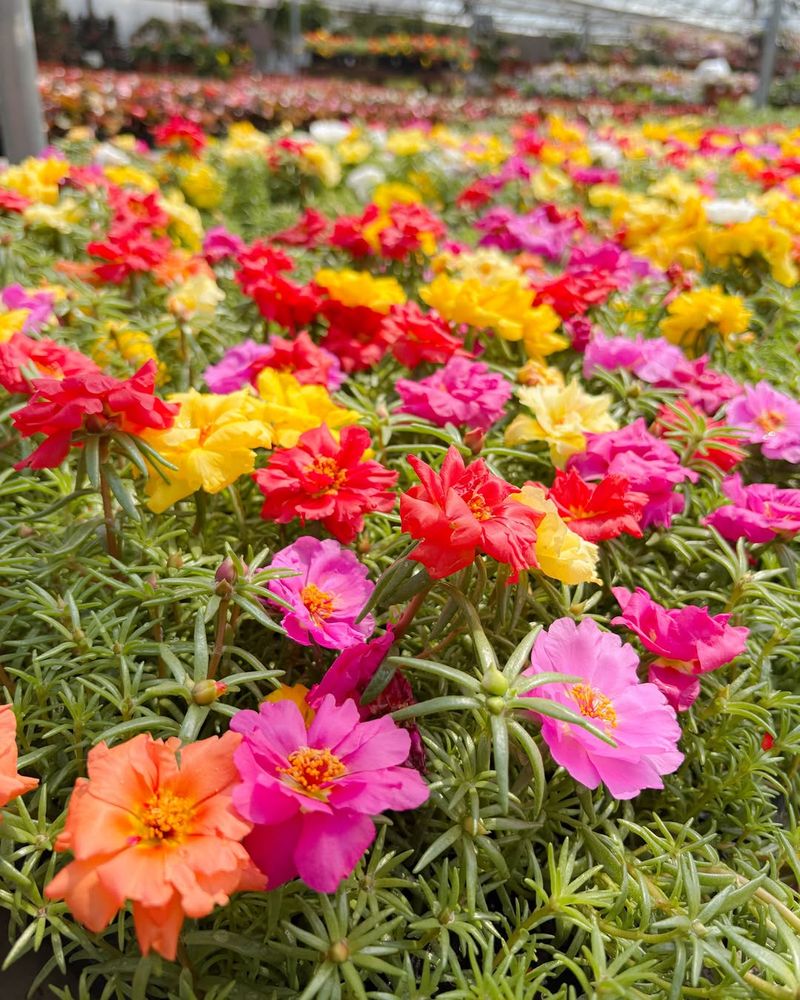 Portulaca (Portulaca grandiflora)