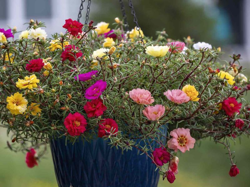 Portulaca Spills Over Pots Like A Mini Flower Display