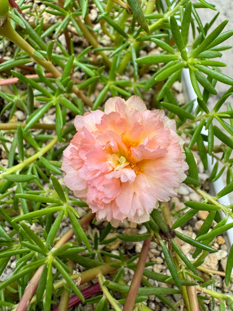 Portulaca